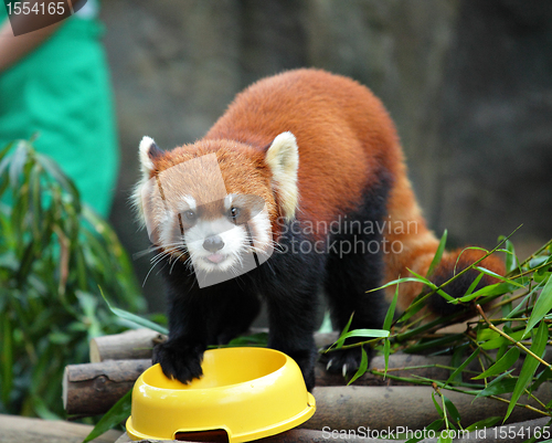 Image of red panda