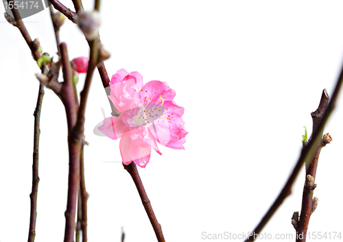 Image of peach blossoms for chinese new year