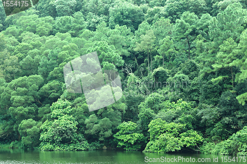 Image of lake with green tree