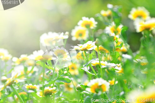 Image of White flowers