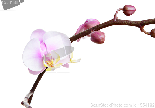 Image of orchid flower isolated on white