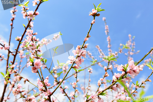 Image of peach blossom