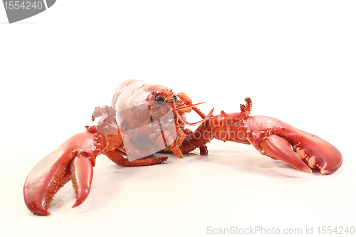 Image of freshly cooked lobster