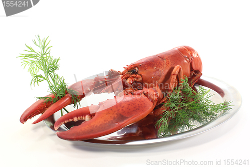 Image of lobster with dill