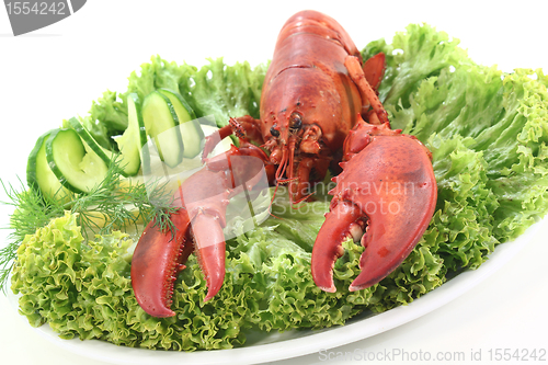 Image of fresh lobster
