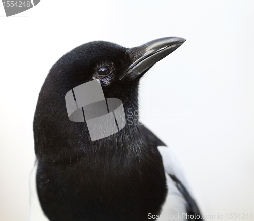 Image of head of magpie