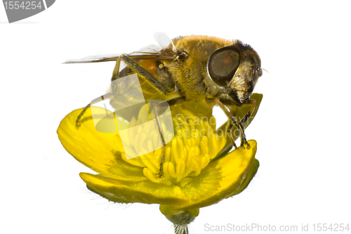 Image of bee on yellow flower in extreme close up