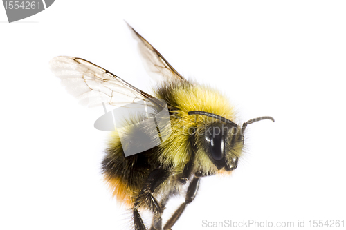 Image of bumblebee in close up