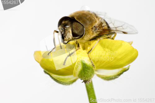 Image of bee on yellow flower in extreme close up