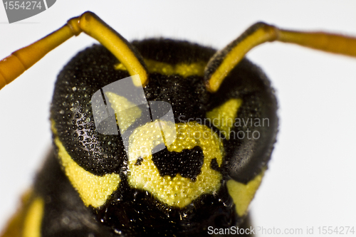 Image of wet wasp in close up shot