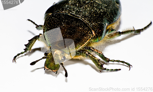 Image of head of black bug in left upper corner