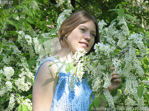 Image of Girl and bird cherry tree