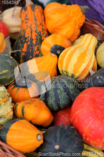 Image of Colorful pumpkins collection