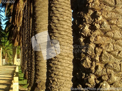 Image of Trunks of palms