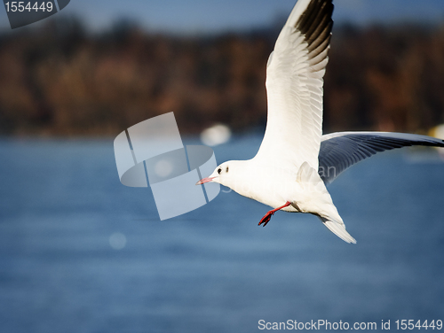 Image of Gull