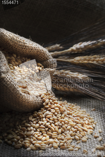 Image of Wheat