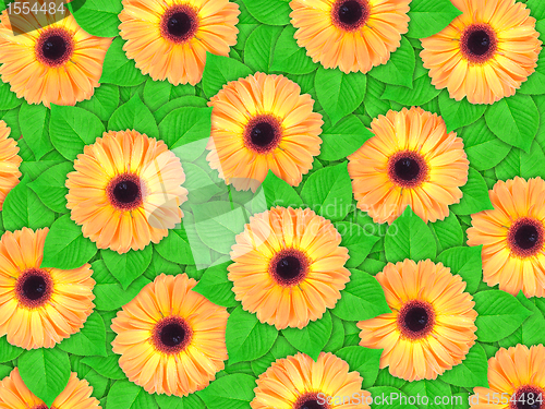 Image of Background of orange flowers and green leaf