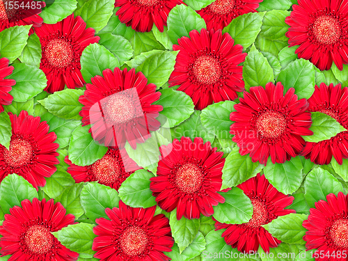 Image of Background of red flowers and green leaf