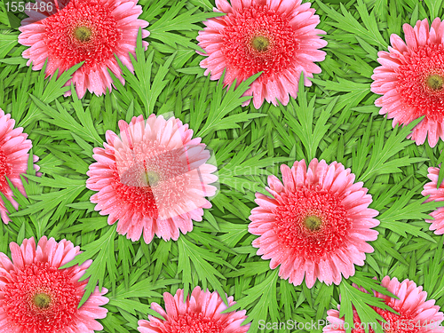 Image of Background of pink flowers and green leaf