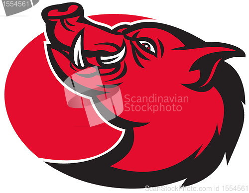 Image of angry razorback wild pig hog boar head