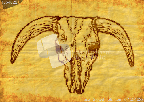 Image of  Texas longhorn bull skull