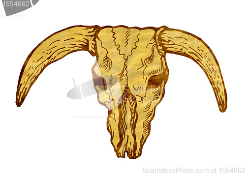 Image of  Texas longhorn bull skull