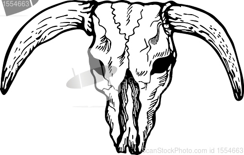 Image of  Texas longhorn bull skull