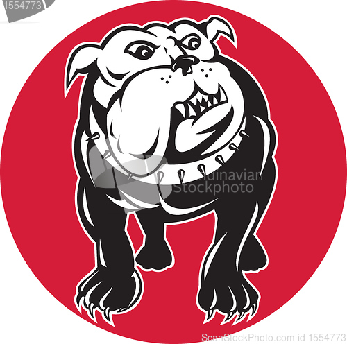 Image of bulldog mongrel dog front view