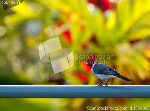 Image of Red crested cardinal on fence in Kauai