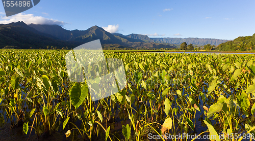 Image of Hanalei Valley in Kauai