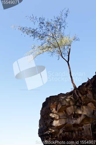 Image of Tree perching on barren cliff face