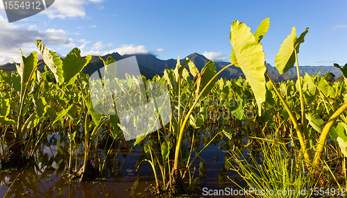 Image of Hanalei Valley in Kauai