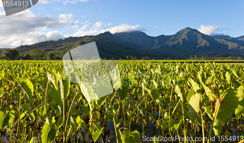 Image of Hanalei Valley in Kauai