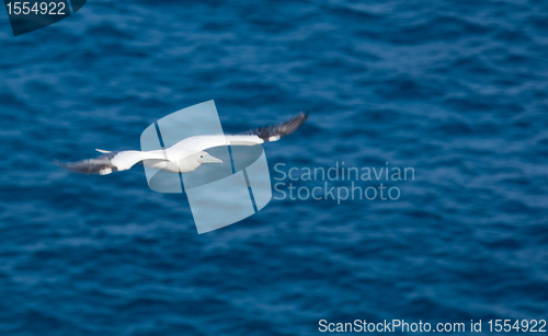 Image of White tailed tropicbird