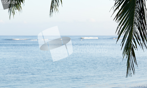 Image of Palm fronds frame ocean