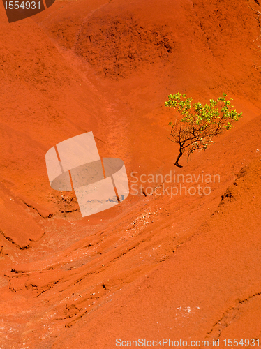 Image of Single bush in dry red rocks
