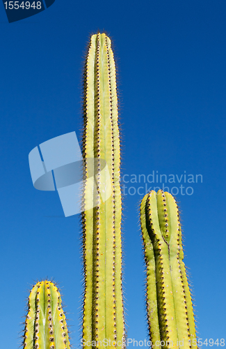 Image of Three tube like cactus plants with blue sky