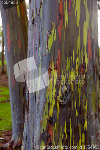 Image of Trunk of eucalyptus tree