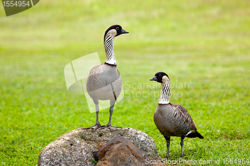 Image of Pair of nene geese