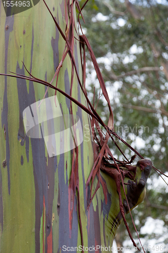 Image of Trunk of eucalyptus tree