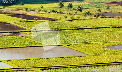 Image of Hanalei Valley in Kauai