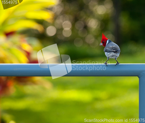 Image of Red crested cardinal on fence in Kauai