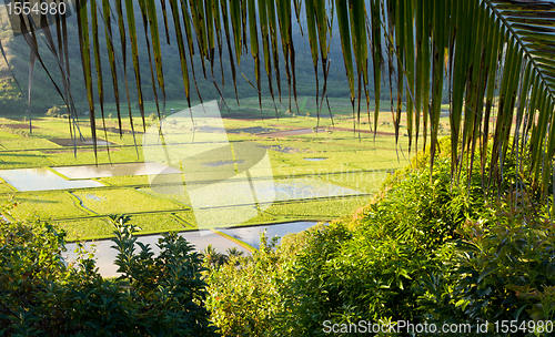 Image of Hanalei Valley in Kauai