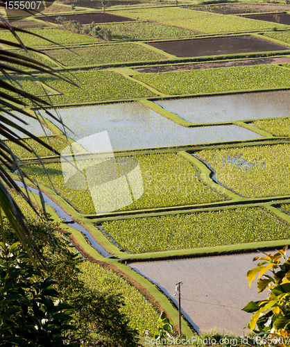 Image of Hanalei Valley in Kauai