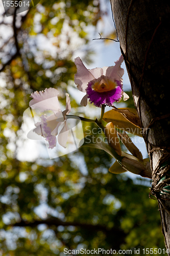 Image of Backlit orchid growing from tree