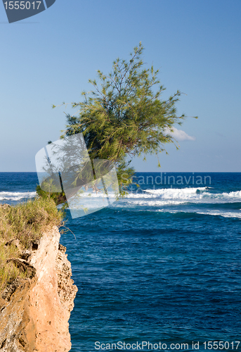 Image of Tree perching on barren cliff face
