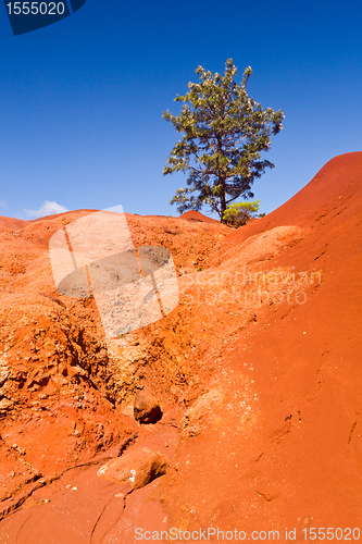 Image of Single bush in dry red rocks