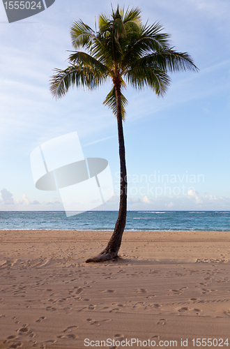 Image of Palm trees at dawn in Waikiki