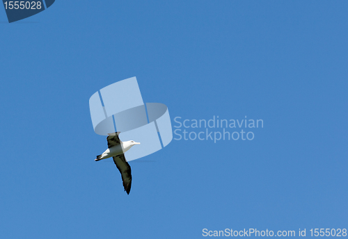 Image of Albatross in blue sky