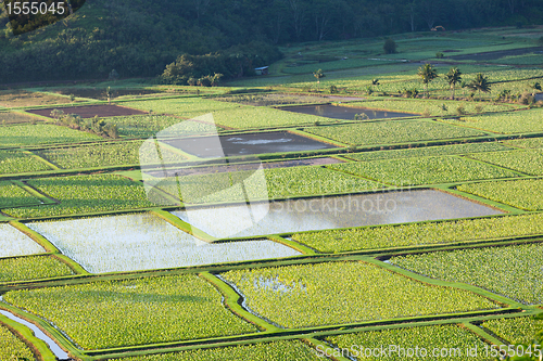 Image of Hanalei Valley in Kauai